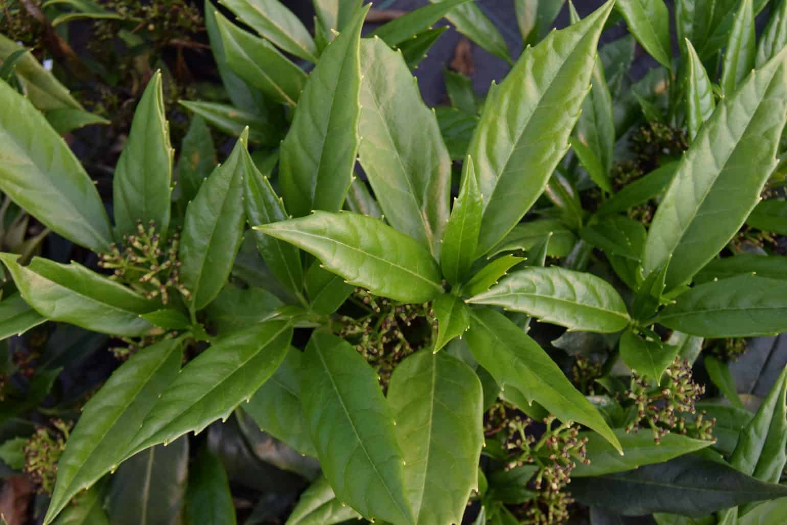 Aucuba japonica f. longifolia 'Salicifolia'